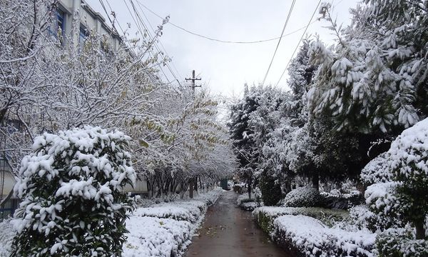 云南机电职业技术学院校园雪景