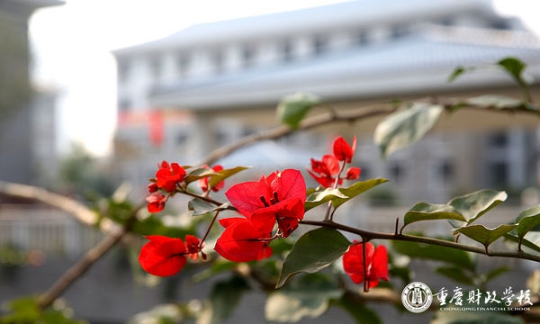 重庆财政学校之映山红