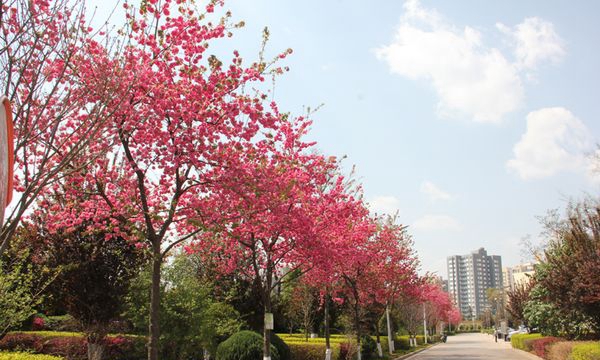 曲靖应用技术学校校园景色