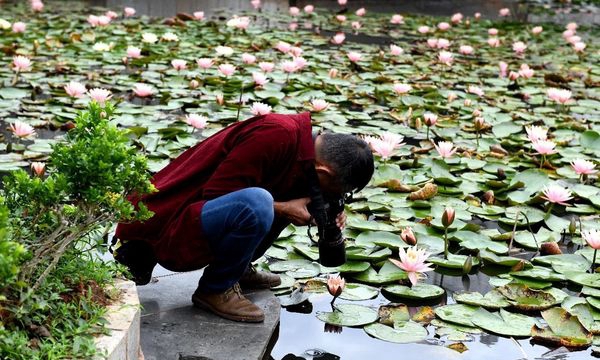 普洱市职业教育中心莲花盛开