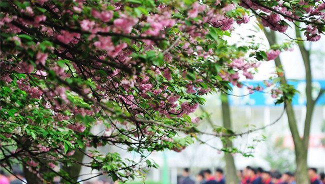 贵州铁路技师学院(贵阳铁路工程学校、贵阳铁路高级技工学校)和尚坡校区春景