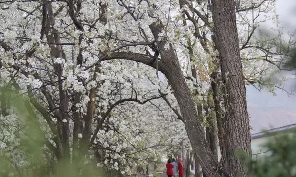 洱源县职业高级中学美丽校园