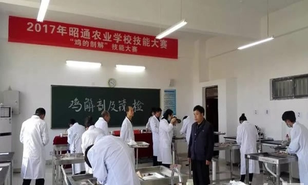 云南省昭通农业学校技能大赛 (1)