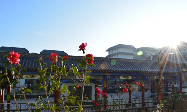 昆明卫生职业学院茶花映日